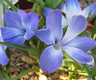 Tecophilaea cyanocrocus 'Stormcloud' 